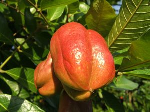 1280px-Ackee_001-300x225.jpg
