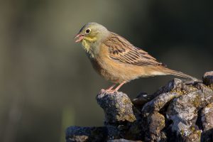 Embhor-300x200.jpg