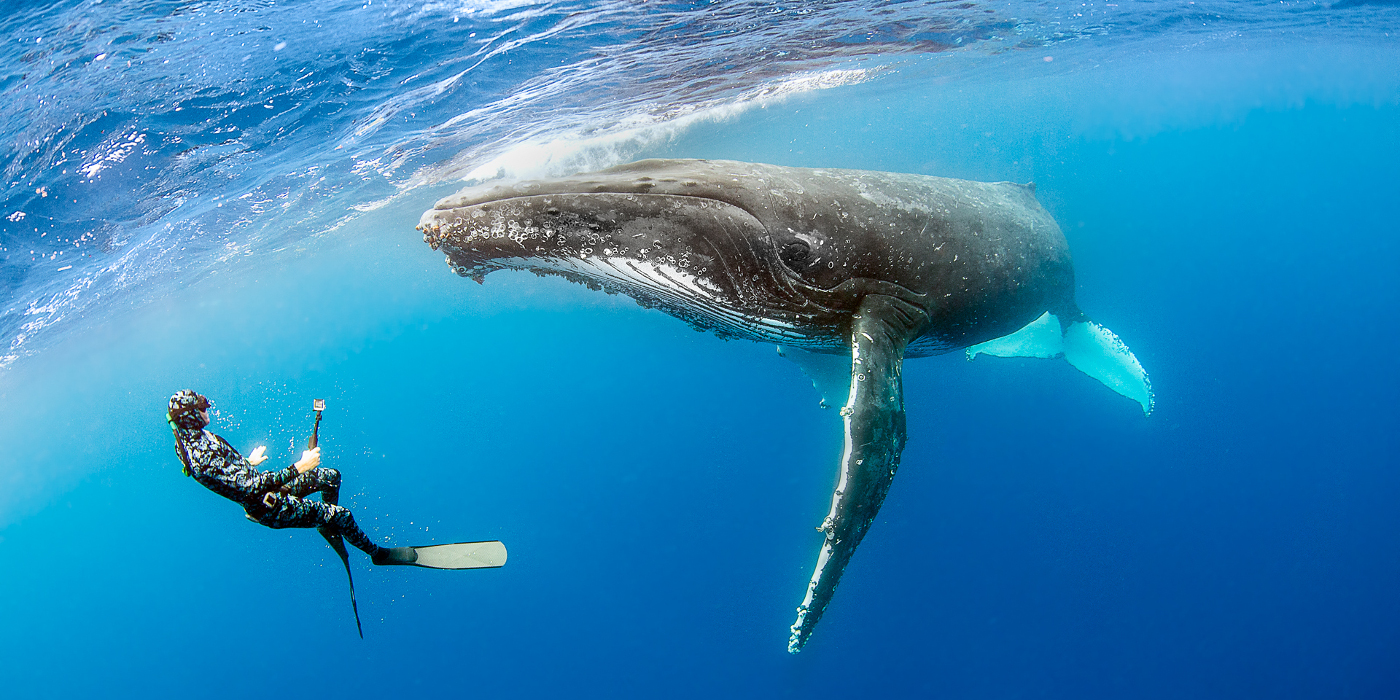 diving_whale-1527693854251.jpg
