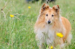 sheltie-1156816-300x199.jpg