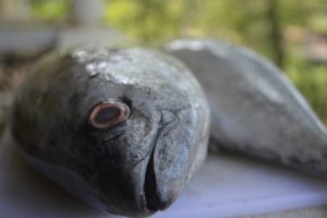 tuna-1424864511i5L-300x200.jpg