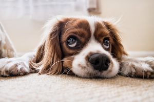 Dog-Animal-Pet-Puppy-Floor-Sad-Waiting-Sad-Dog-2785074-300x200.jpg