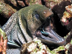 Giant-Moray-Eels-Gymnothorax-javanicus-being-cleaned-680x510-1-300x225.jpg