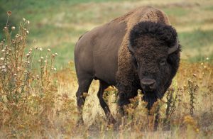 bison-60592-300x196.jpg