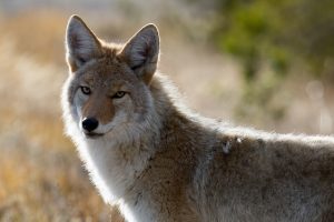 coyote-1480717-300x200.jpg