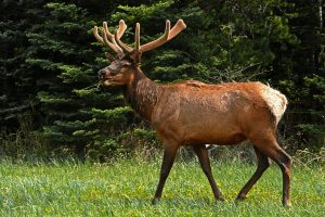 elk-50296-300x200.jpg