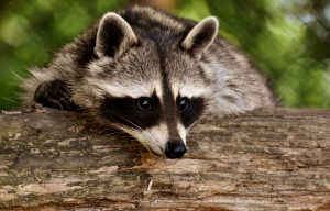 raccoon-3538081-300x192.jpg