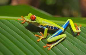 tree-frog-69813-300x193.jpg