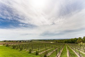 vineyard-2813125-300x200.jpg