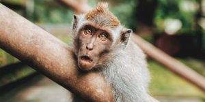 feature-monkey-stories-300x150.jpg