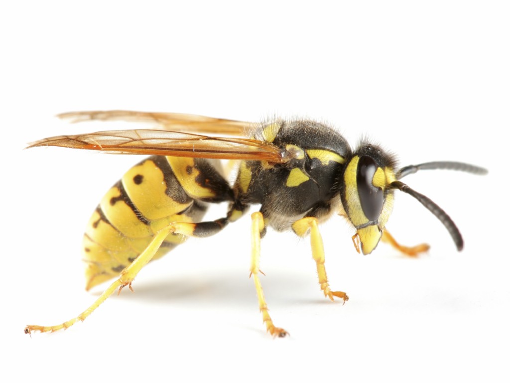 pest-control-wasps-1024x768-1541451690318.jpg
