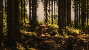 trees-3410846_1280-1542372868313-300x167.jpg
