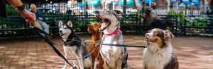 doggydesk-300x98.jpg