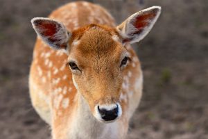 fallow-deer-3729821-300x200.jpg