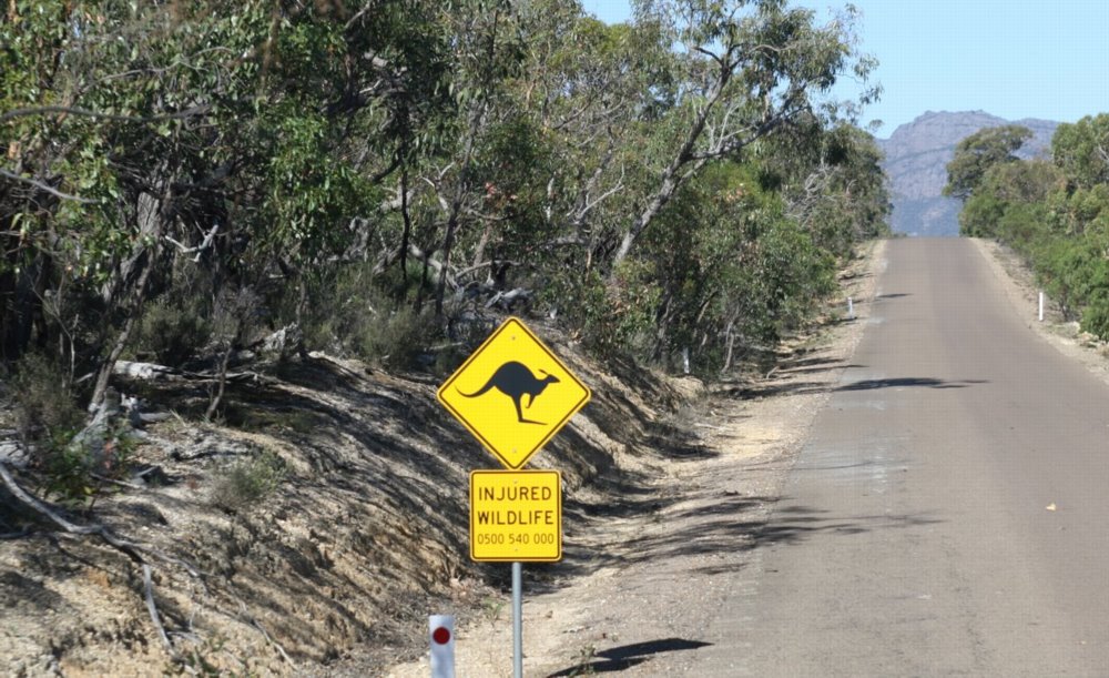 kangaroo_crossing-1544136736070.jpg