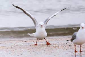 phil-botha-460829-unsplash-300x200.jpg