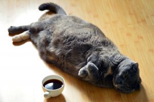 cat-1351612-300x199.jpg