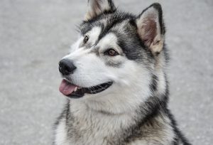 dog-3753706-300x204.jpg