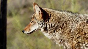 coyote-3492171-300x169.jpg