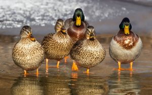 duck-1463317-300x188.jpg