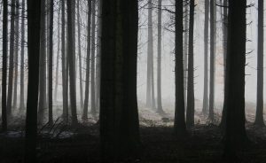 forest-1529055-300x184.jpg
