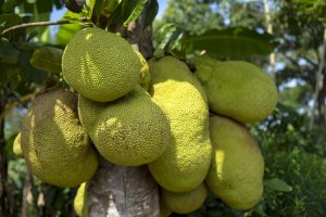 jackfruit-2108869-300x200.jpg