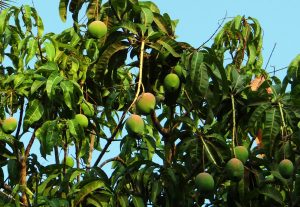 mango-tree-321075-300x207.jpg
