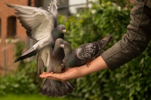 pigeon-943273-300x200.jpg