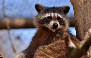 raccoon-2183755-300x191.jpg