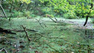 swamp-470485-300x169.jpg