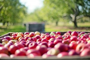 apples-1004886-300x200.jpg