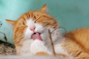 cat-323262-300x200.jpg