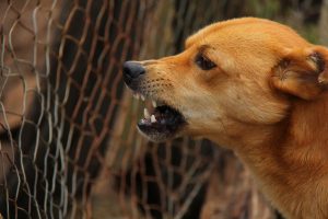 dog-486553-300x200.jpg