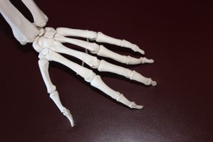 skeleton-778069-300x200.jpg