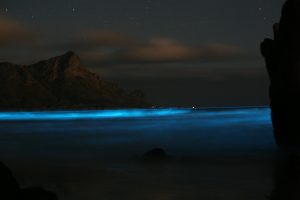 Blue_Tide-_Noctiluca-300x200.jpeg