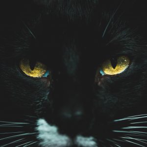 animal-animal-photography-black-cat-1715092-300x300.jpg