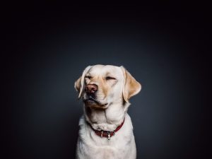 animal-collar-dog-8700-300x225.jpg