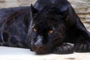 black-panther-3466399-300x200.jpg