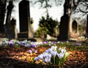 bloom-blossom-cemetery-161280-300x232.jpg