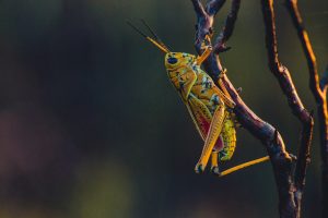bug-close-up-grasshopper-511069-300x200.jpg