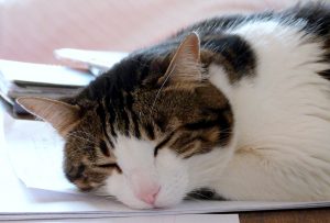 cat-2042089-300x203.jpg
