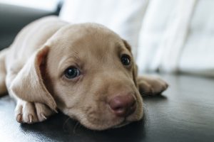 dog-2988868-300x200.jpg