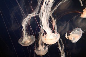 jellyfish-1078961-1-300x200.jpg