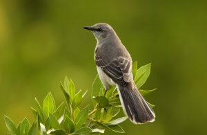 mockingbird-702804-300x195.jpg