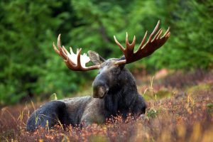 moose-70254-300x200.jpg