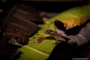 Lepidoblepharis-miyatai_Juan-Manuel-Renjifo-Rey-300x200.jpg