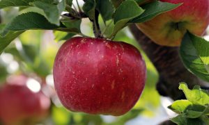 apple-2788616-300x180.jpg