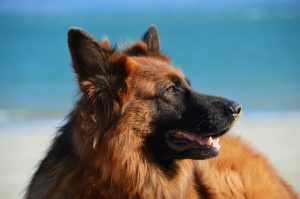 dog-1209914-300x199.jpg