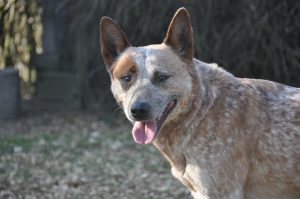 dog-906917-300x199.jpg