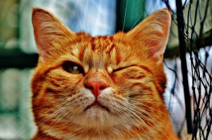 cat-1333926-300x199.jpg
